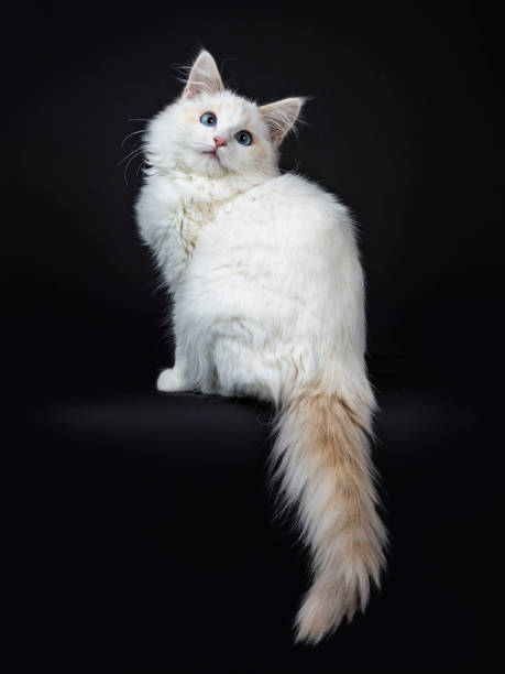 istock Blue eyed ragdoll cat / kitten sitting sideways isolated on black background looking up and with tail hanging from edge 905687010