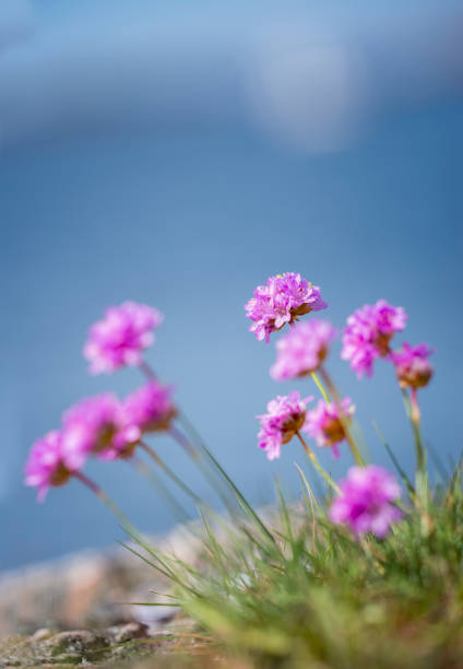 istock Tussock of Thrift 905690632