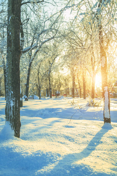 istock park in winter on a sunny day 905690818