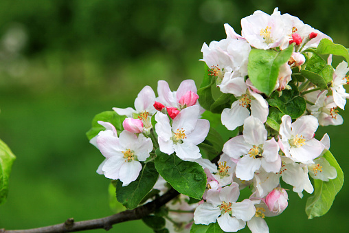 Apple blossom in springtime