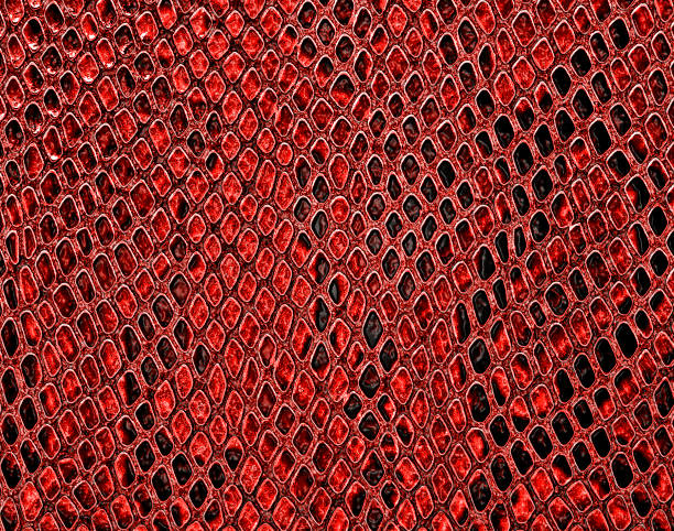 istock Snake skin, can use as background 905692218
