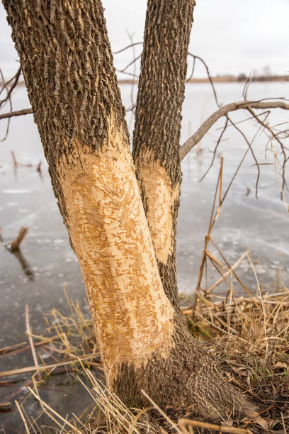 Close-up of a tree that has been chewed on by a beaver. The tree is next to a lake, and it is late fall/early winter, so there is ice on the lake.