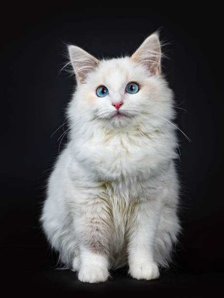 블루 아이드 ragdoll 고양이/고양이 앉아 렌즈를 보면 검은 배경에 고립 - cross eyed 이미지 뉴스 사진 이미지