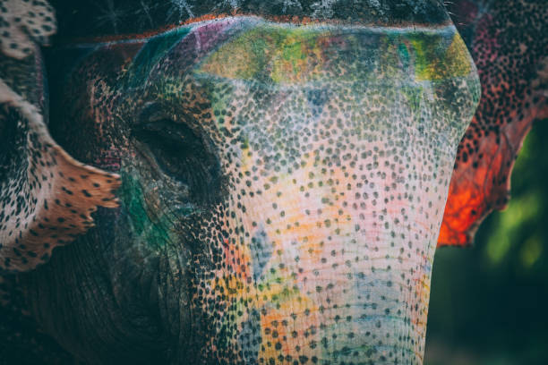 istock Colorful elephant face painted and decorated. Jaipur, Rajasthan, India 905698548