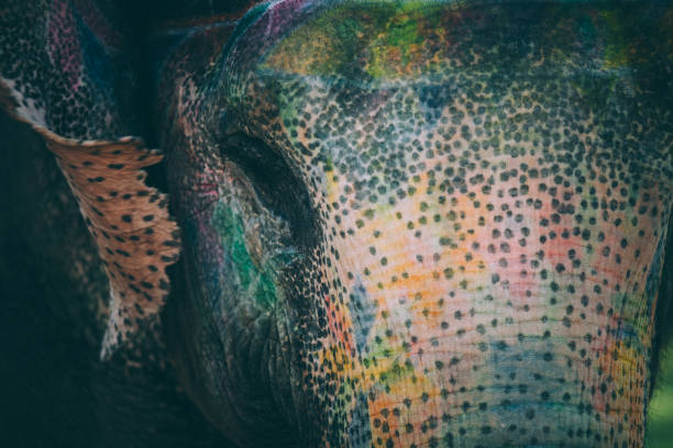 istock Colorful elephant face painted and decorated. Jaipur, Rajasthan, India 905698658