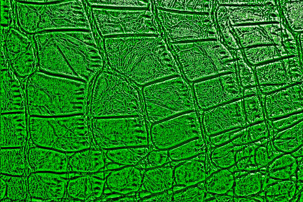 istock Green alligator skin texture for background 905698672