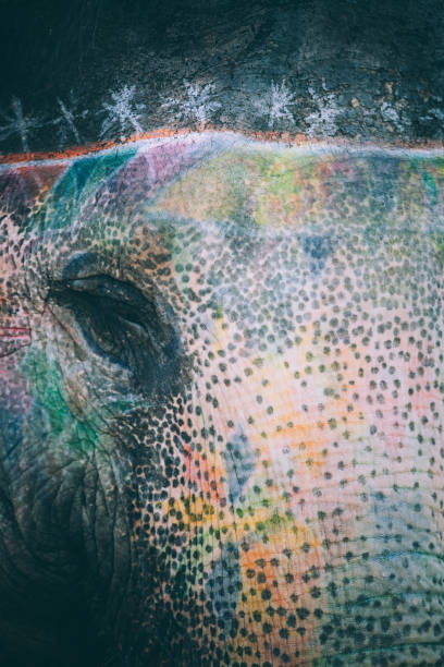 istock Colorful elephant face painted and decorated. Jaipur, Rajasthan, India 905698946