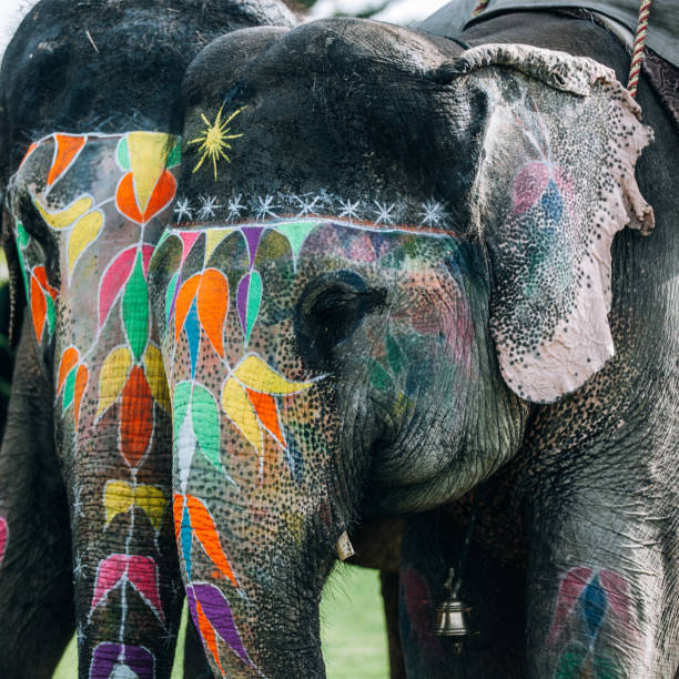 istock Two colorful elephant face painted and decorated. Jaipur, Rajasthan, India 905699128