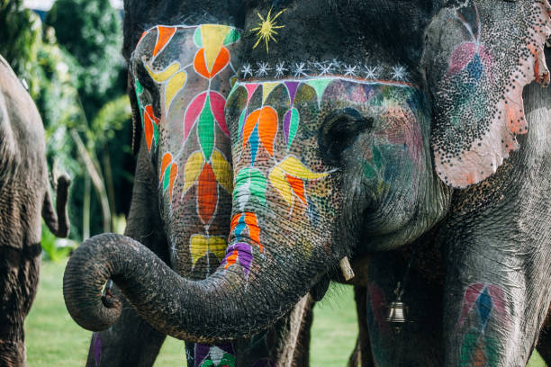 두 개의 화려한 코끼리 얼굴 페인트와 장식. 자이푸르, 라자 스 탄, 인도 - animal close up elephant animal eye 뉴스 사진 이미지
