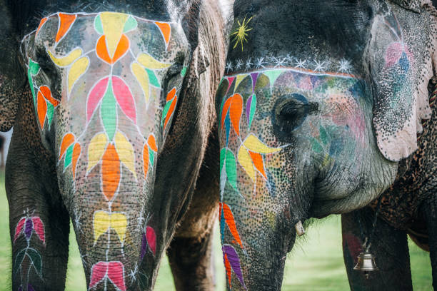 istock Two colorful elephant face painted and decorated. Jaipur, Rajasthan, India 905699538