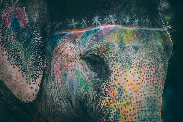 istock Colorful elephant face painted and decorated. Jaipur, Rajasthan, India 905699710