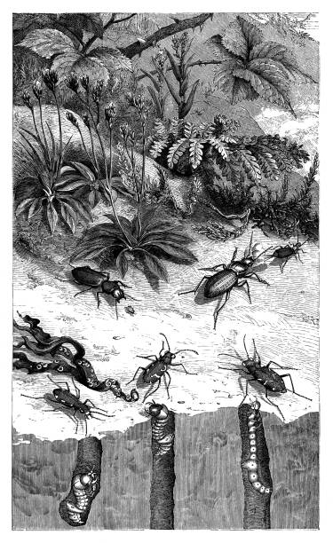 Tiger and Bombardier beetles with larvas Tiger and Bombardier beetles with larvas - Scanned 1876 Engraving ground beetle stock illustrations