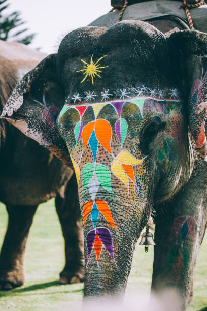 istock Colorful elephant face painted and decorated. Jaipur, Rajasthan, India 905700012