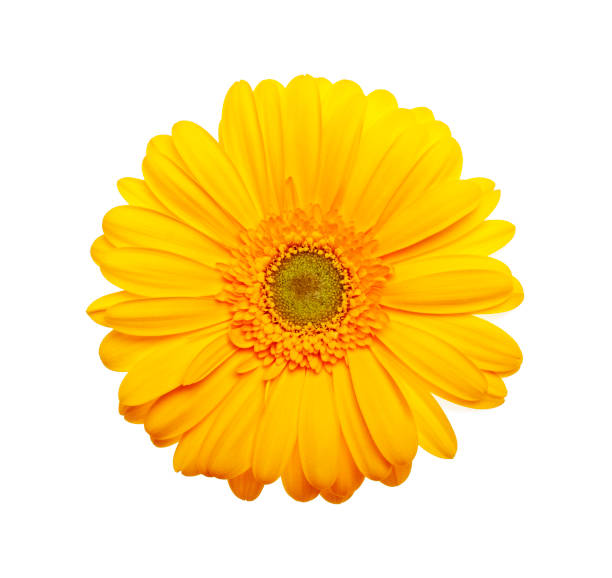 istock Yellow gerbera flower on a white background 905700106