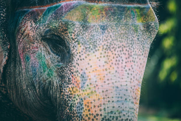 istock Colorful elephant face painted and decorated. Jaipur, Rajasthan, India 905702998
