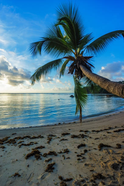 istock Single palm on paradise beach, seychelles 2 905703122