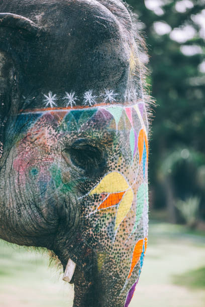 istock Colorful elephant face painted and decorated. Jaipur, Rajasthan, India 905703136