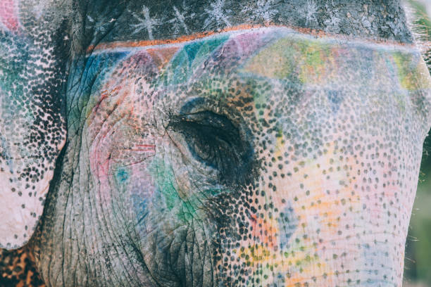 istock Colorful elephant face painted and decorated. Jaipur, Rajasthan, India 905703290