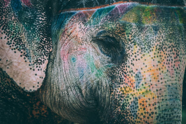 istock Colorful elephant face painted and decorated. Jaipur, Rajasthan, India 905703584