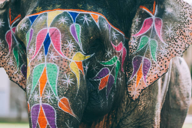 istock Colorful elephant face painted and decorated. Jaipur, Rajasthan, India 905703752