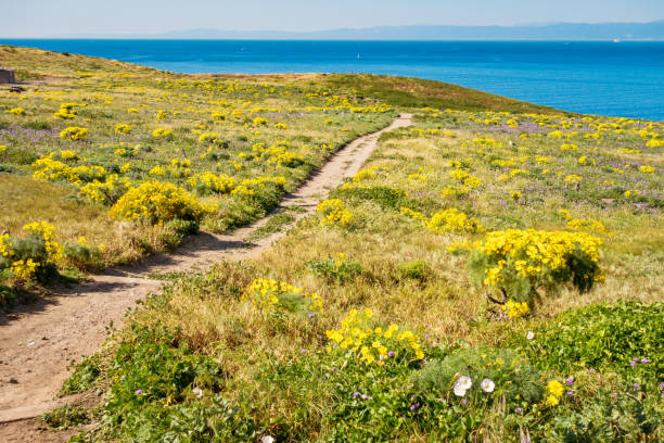Blue sea and yellow flowers in Sardinia, Italy