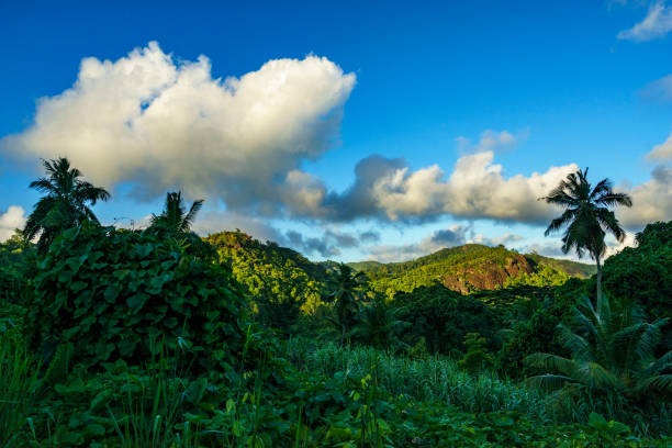 istock Hiking through the jungle, seychelles 3 905706670