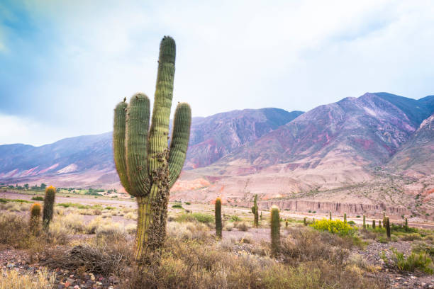 The cardon cactus (Echinopsis atacamensis) (cardón) is a species of cactus from Chile, Argentina and Bolivia. The wood of this species can be used in building and in making furniture. Tilcara is a town in Jujuy province in northern Argentina. It lies in the dramatic Quebrada de Humahuaca mountain valley