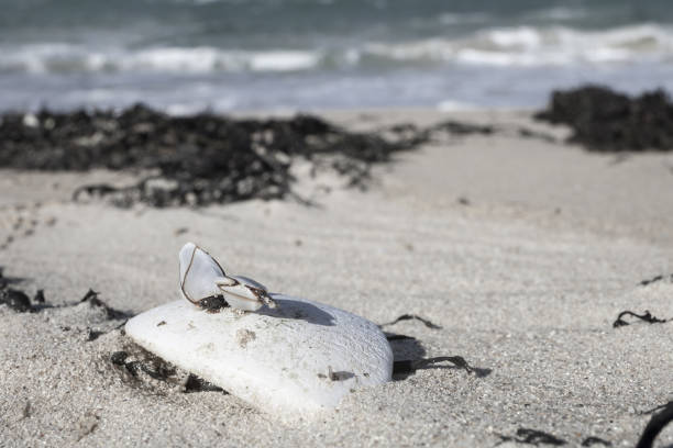 istock Group of shells in low tide clinking on old rugged , threadbare, plastic buoy, Brittany, France. 905706786