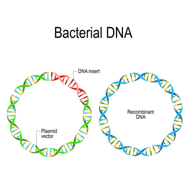 Plasmid and Recombinant Bacterial DNA. Plasmid and Recombinant DNA. Bacterial DNA in which a foreign DNA fragment is inserted into a plasmid vector. Genetic Engineering. antibiotic resistance plasmids stock illustrations