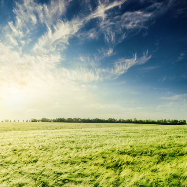 istock sunset in deep blue sky over green agriculture field 905707340
