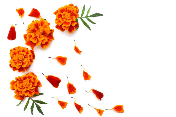 白い背景の分離されたアフリカ マリーゴールド、アステカ マリーゴールド メキシコ マリーゴールド マンジュギク エレクター オレンジ色のマリーゴールドの花 - french marigold ストックフォトと画像