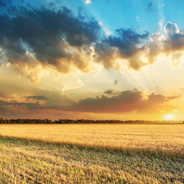 istock nice sunset in clouds over golden harvesting field 905709834