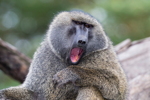 Close-up of furious male baboon mouth open.