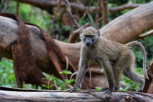 A capuchin monkey sitting on a tree branch