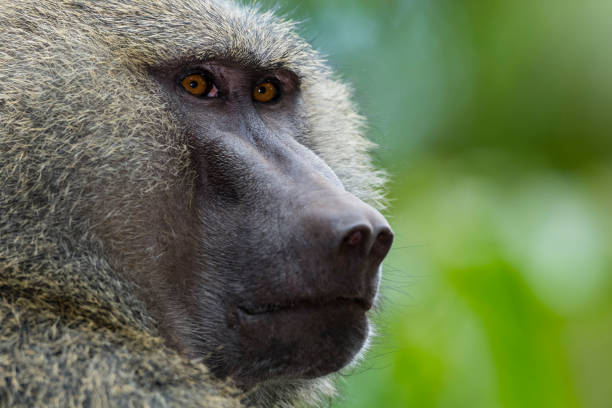 istock Baboon head, Tanzania, Africa, 905710728