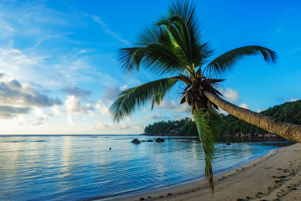 istock Single palm on paradise beach, seychelles 1 905710748