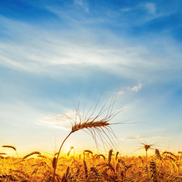 istock golden color wheat on field in sunset 905713534