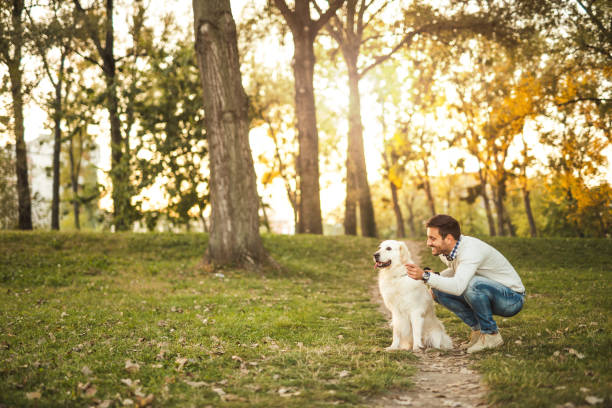 pasar tiempo con su perro - golden retriever dog autumn leaf fotografías e imágenes de stock