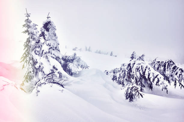 istock Winter landscape in a snowy day. 905719150