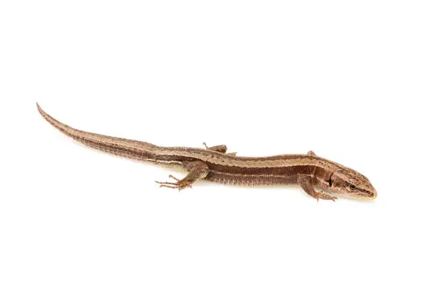 Photo of Live lizard ( Lacertilia ) Lacerta agilis isolated.