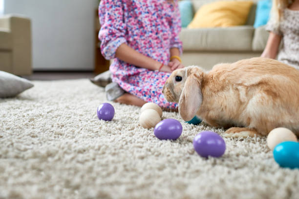 istock Adult rabbit sitting on carpet in house 905727700