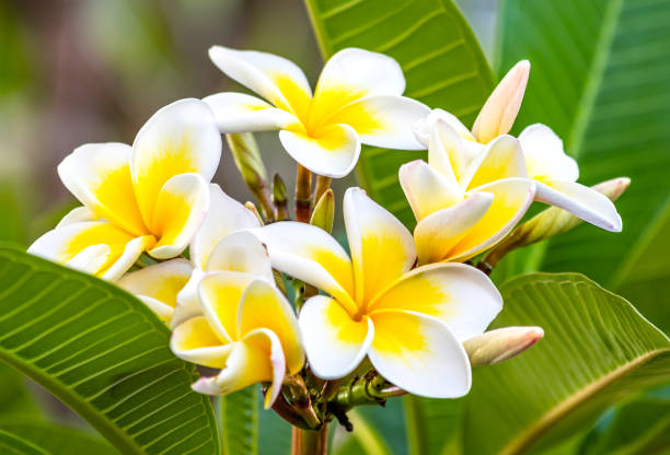 istock White and Yellow Frangipani Flowers 905727838