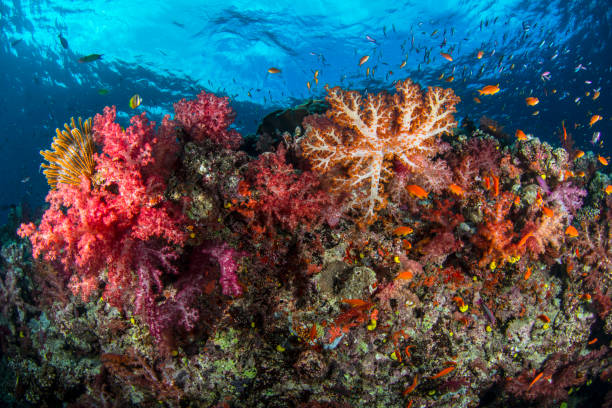 istock Soft Coral City 905730660