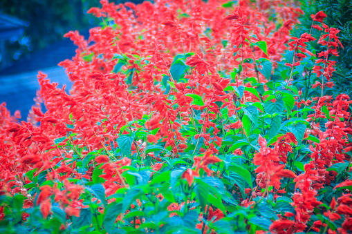 Red Salvia splendens bush background. Salvia splendens, the scarlet sage or tropical sage, is a tender herbaceous perennial native to Brazil.