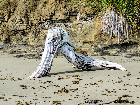 Drift wood on the beach, Goat Island, New Zealand