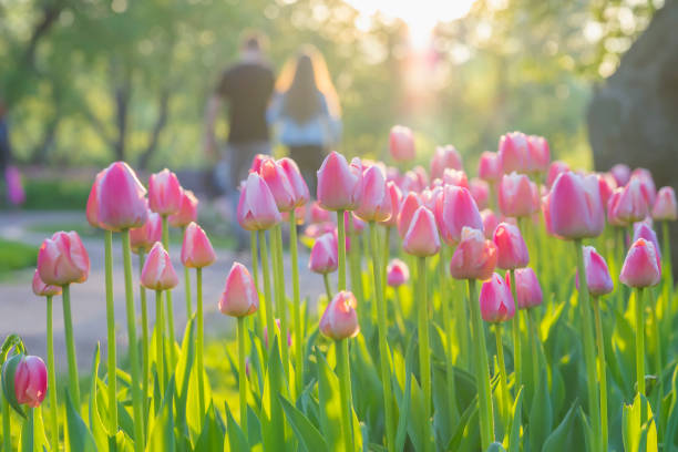 Walking happy young couple in park with blooming pink tulips on foreground. Blurred abstract image for spring, summer creative background, pantone fashion colors Walking happy young couple in park with blooming pink tulips on foreground, sunny day. Blurred abstract image for spring, summer creative background, pantone fashion colors spring fashion stock pictures, royalty-free photos & images