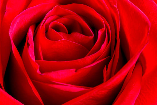istock big red rose flower closeup 905738628