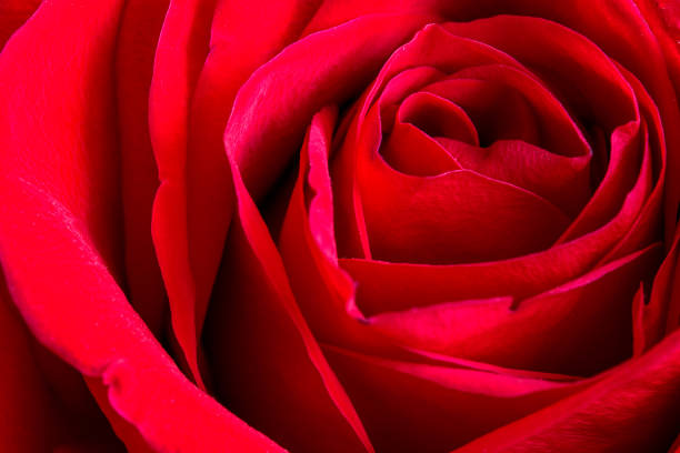 istock big red rose flower closeup 905738636