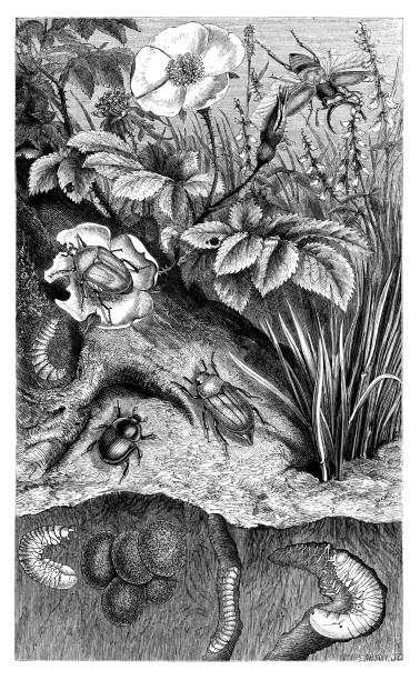 Beetles Beetles - Scanned 1876 Engraving rose chafer cetonia aurata stock illustrations