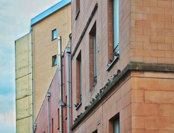 istock Pigeons Perched on City Building 905746648